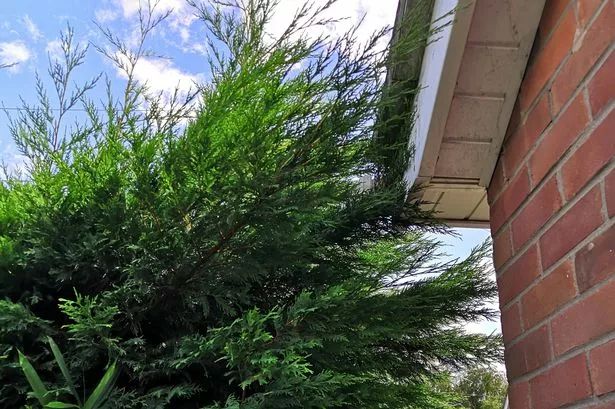 Fir Tree Reduction in Filton