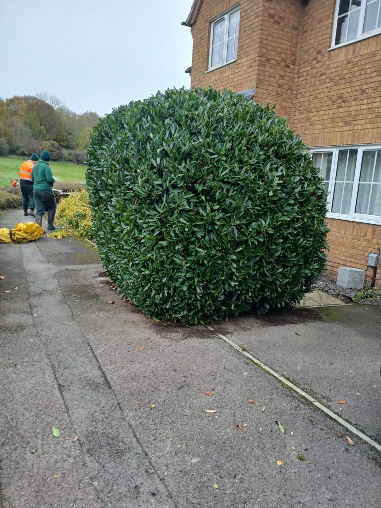 Hedge Maintenance in Kingswood