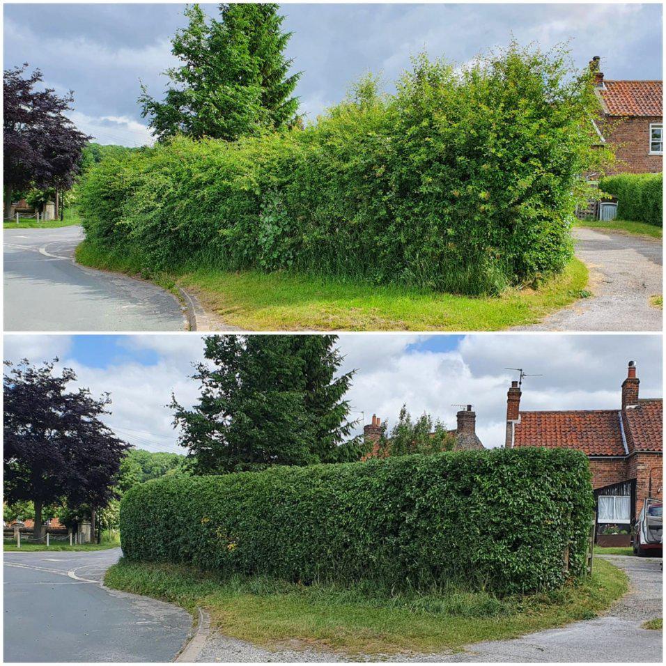 Best Time of Year for Hedge Cutting in Kingswood