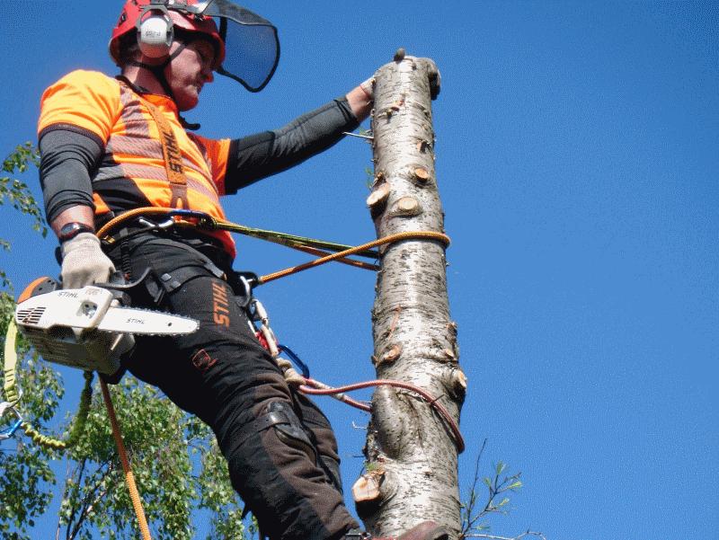 Tree Reduction Services Bristol