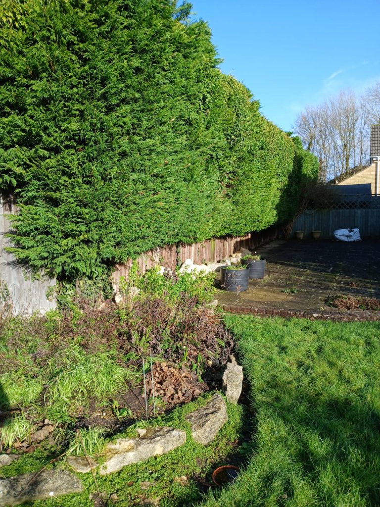 Fir Tree and Leylandii Conifer Hedge Reduction Bristol