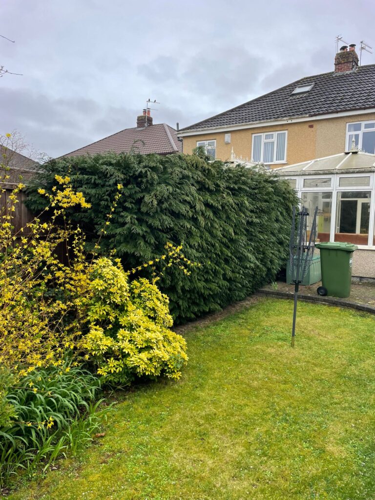 hedge cutting bristol