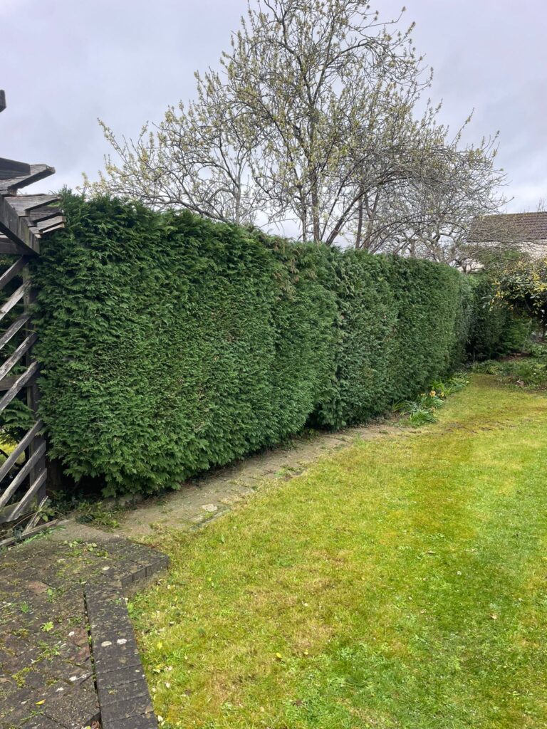 Professional hedge cutting in Hengrove