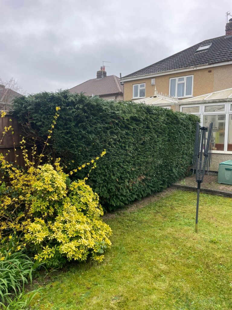 j-lamb-tree-servcies-hedge-cutting-bristol