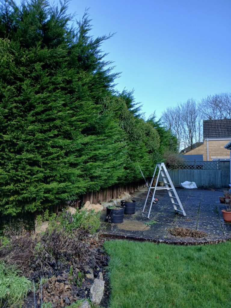 large hedge reduction in Warmley