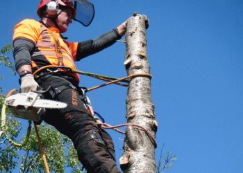 Tree Reduction Services Bristol